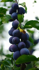 Fruit Tree - Fruit Purple 