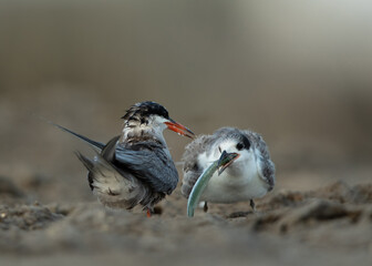 Fototapeta premium White-cheeked Tern feeding its chick at Asker marsh, Bahrain