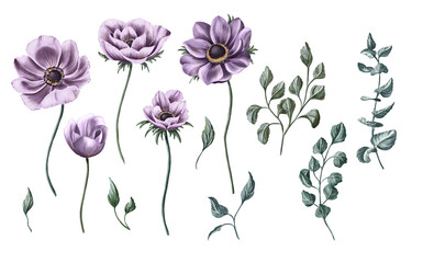 Set of magnificent purple anemones and leaves elements. Hand-drawn collection of purple flowers, and green branches and leaves. Isolated herbal illustrations. The hand-painted concept for wedding