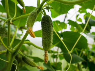 fresh cucumber on a bush in a greenhouse with space for text