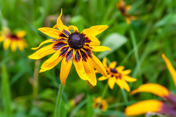 Rudbeckia flowers. Wet big yellow-red Rudbeckia flowers with drops on a bed after a rain. Black-eyed Susan in the garden. Garden summer flowers. Selective soft focus.