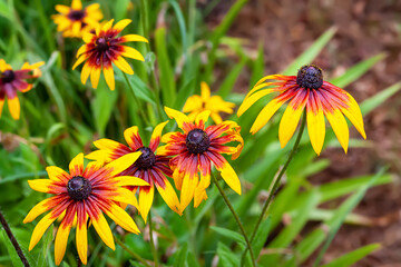 Rudbeckia flowers. Wet big yellow-red Rudbeckia flowers with drops after rain. Black-eyed Susan in the garden. Garden summer flowers. Selective soft focus.