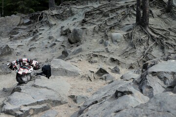 tourists left their things among the roots of pine trees that wrap around stones