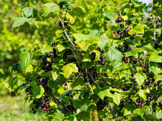 ripe black currant on a branch in summer on a blurred natural background