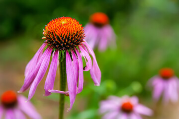 Echinacea flowers. Close-up of beautiful large flowers of the Echinacea purpurea bush on a blurred background with bokeh effect. Garden summer flowers. Selective soft focus.