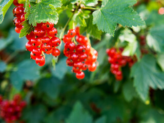 Ripe red currant berries on a bush branch on a sunny day (Ribes rubrum).