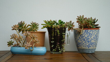 Plant - Vase - Nature 