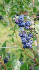 Blueberry plant with ripe fruits on a plantation for picking