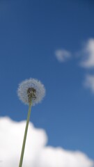 Dandelion under clear blue sky