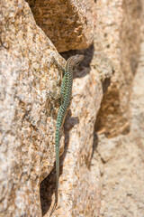 discovery of the island of beauty in southern Corsica, France