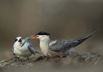 White-cheeked Tern holding a fish for chick at Asker marsh, Bahrain