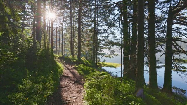Camera moves along path through summer green forest on the shore of misty lake. Sun breaks through the branches of the trees. Durmitor National Park, Black Lake, Montenegro