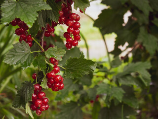 Ripe red currant berries on a bush branch on a sunny day (Ribes rubrum).
