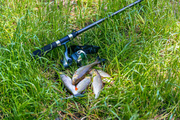 Good fish catch. Closeup of a freshly caught freshwater chub fish known as squalius cephalus lying in the grass next to a fishing rod and goggles. Summer fishing concept. Food background.