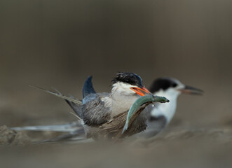 White-cheeked Tern with a fish for chick at Asker marsh, Bahrain