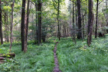 in a green forest with tall trees and a green meadow, a path leads along. 