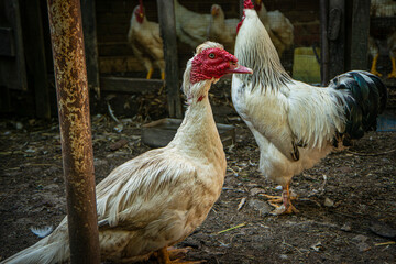 Muscovy duck (Cairina moschata) white in the yard next to a beautiful white rooster, breeding muscovy ducks in households