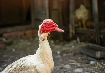 Muscovy duck (Cairina moschata) white in the home, breeding muscovy ducks in households