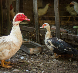 Muscovy duck (Cairina moschata) white in the home, breeding muscovy ducks in households