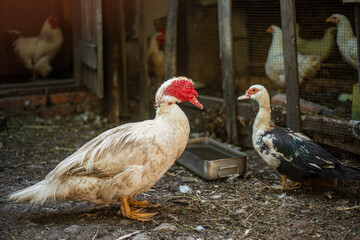 Muscovy duck (Cairina moschata) white in the home, breeding muscovy ducks in households