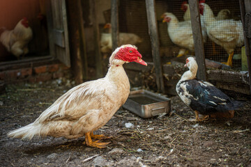 Muscovy duck (Cairina moschata) white in the home, breeding muscovy ducks in households