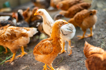 young hens in the yard, breeding chickens in households, multicolored chickens with bare necks stands on the ground in the yard