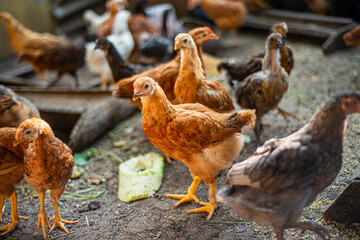 young hens in the yard, breeding chickens in households, multicolored chickens with bare necks stands on the ground in the yard