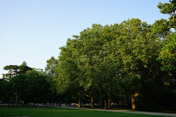 Große alte grüne Bäume im Licht der Abendsonne im Sommer bei blauem Himmel im Günthersburgpark...