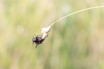 Close up of two flies reproducing. Insects on a plant to reproduce. 