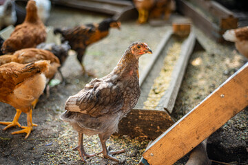 young hens in the yard, breeding chickens in households, multicolored chickens with bare necks stands on the ground in the yard