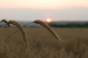 sunset,sunset in the field