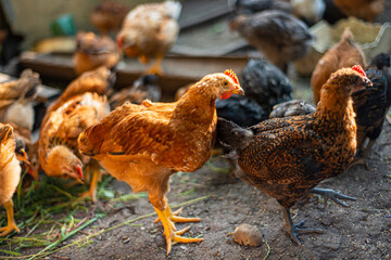 young hens in the yard, breeding chickens in households, multicolored chickens with bare necks stands on the ground in the yard