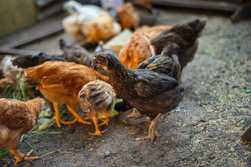 young hens in the yard, breeding chickens in households, multicolored chickens with bare necks stands on the ground in the yard