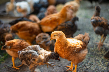 young hens in the yard, breeding chickens in households, multicolored chickens with bare necks stands on the ground in the yard