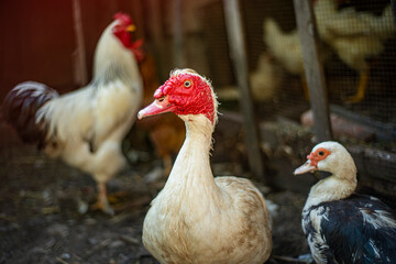 Muscovy duck (Cairina moschata) white in the yard next to a beautiful white rooster, breeding muscovy ducks in households