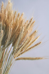 Close-up gold ears wheat or rye on grey background.