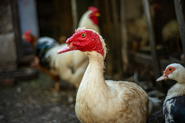 Muscovy duck (Cairina moschata) white in the home, breeding muscovy ducks in households