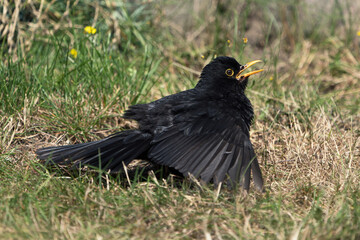 Common eurasian blackbird male sunbathing on a lawn with wings spread out