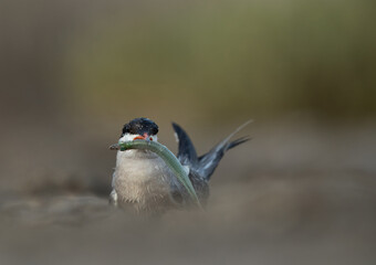 White-cheeked Tern witj a catch at Asker marsh, Bahrain