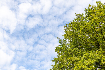 Obraz premium a blue sky with white veil clouds. In the foreground is a green tree. blue, white and green background. 