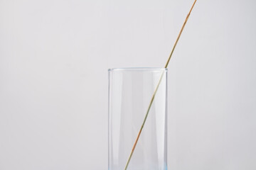 Close-up single wheat stem in the transparent glass vase.