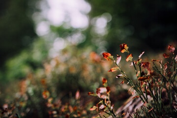 Blueberries in the forest