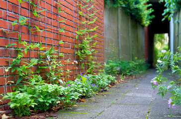 close up of a green facade garden in an urban environment in summer