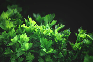 Green parsley plants growing texture. Local vegetable planting farm. Fresh organic Raw cilantro grass leaves for spring vegetables soup and salad Natural vegetable garden background. Copy space