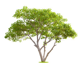 Obraz premium The freshness big green tree.