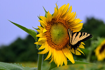 sunflower and butterfly
