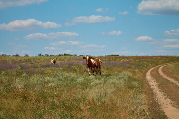 Cows graze on a blooming field