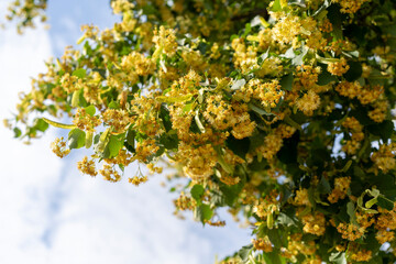 Branches of a flowering lime tree against the sky