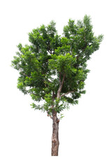 Obraz premium The freshness big green tree isolated on white.