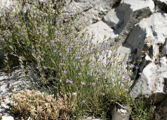 Asyneuma rigidum